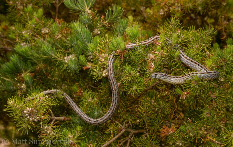 Pygopus lepidopodus