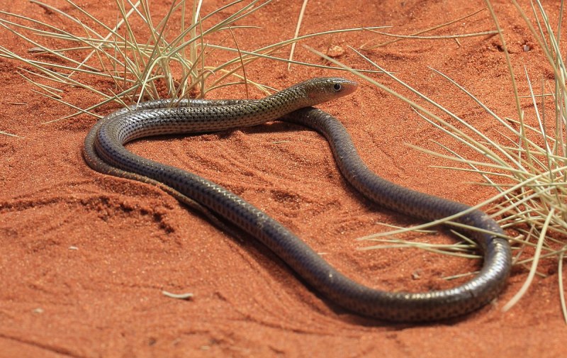 Snake with Legs
