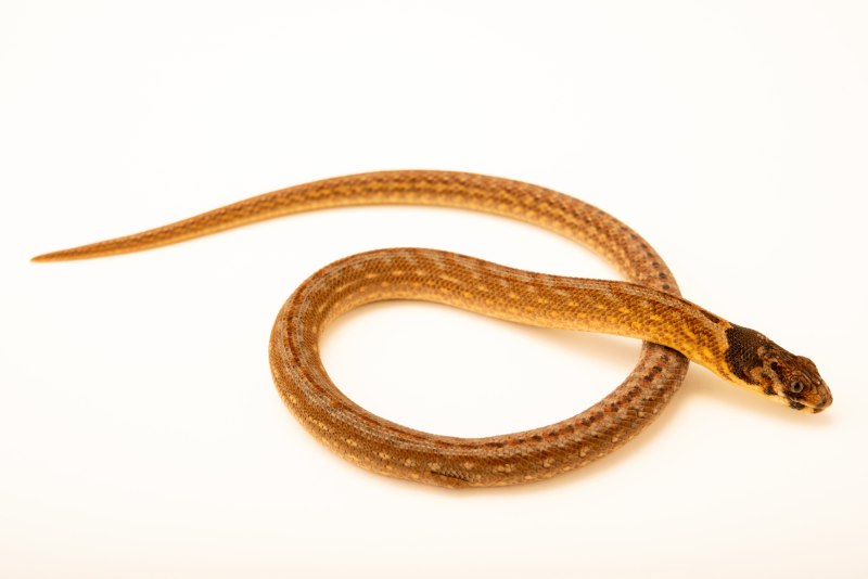 European legless Lizard