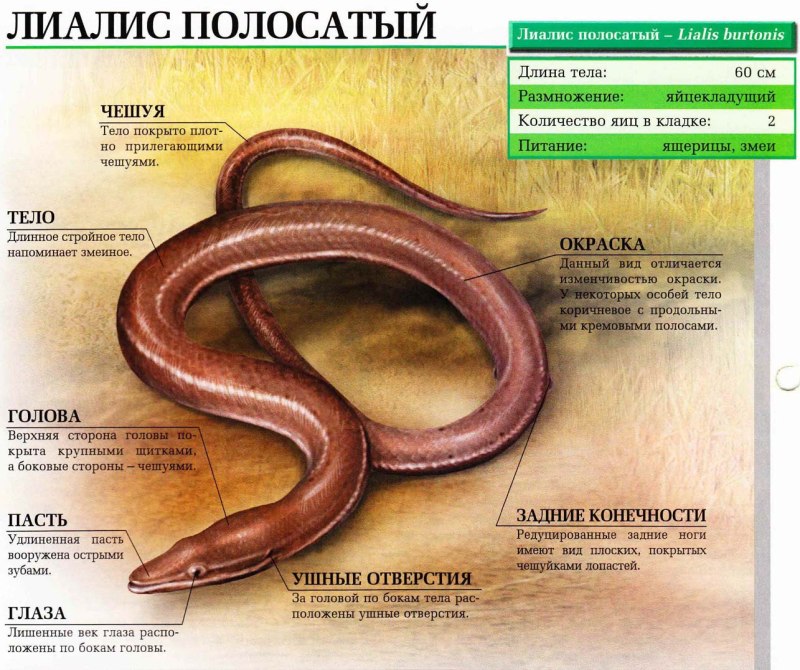 Полосатый лиалис