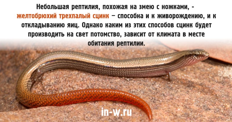 Желтобрюхий трехпалый сцинк