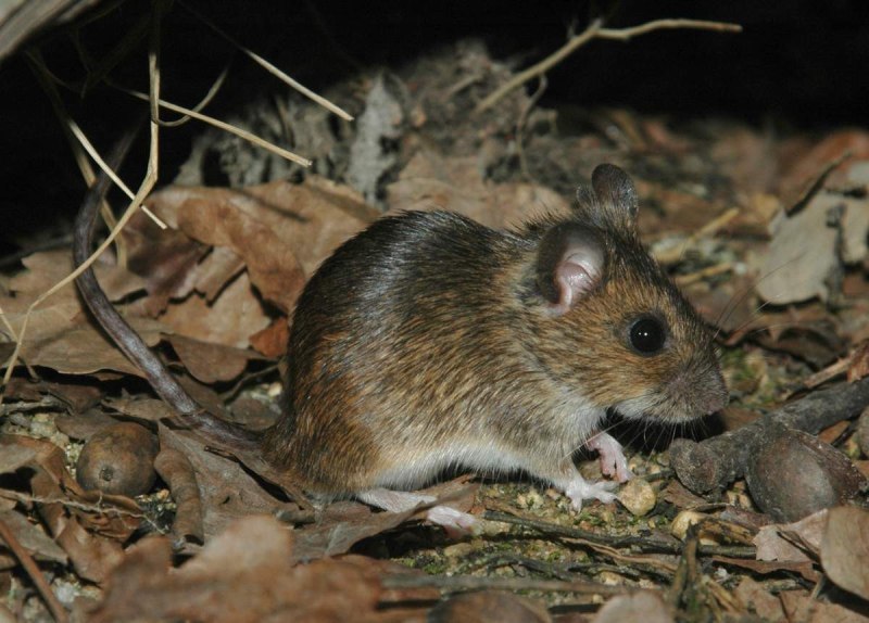 Лесная мышь (Apodemus sylvaticus)