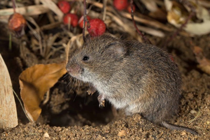 Луговая полёвка Microtus pennsylvanicus