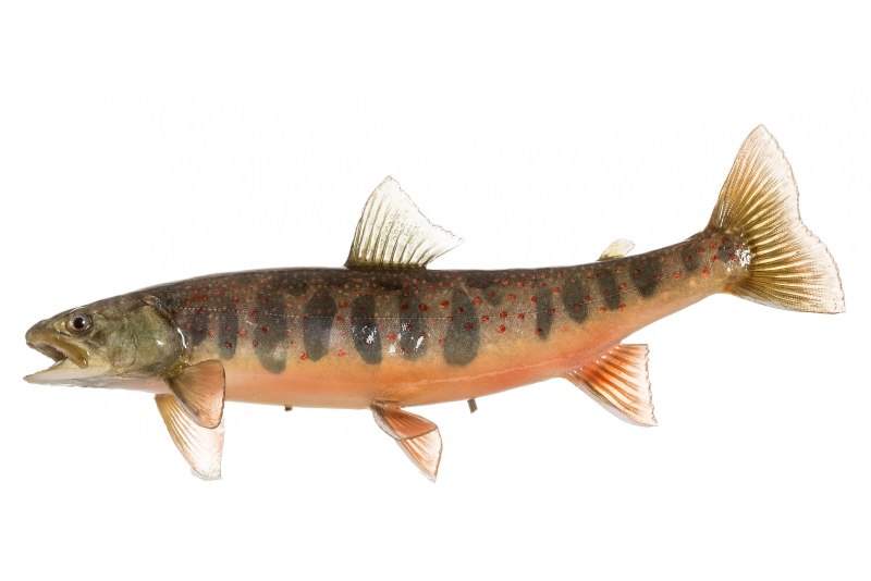Salvelinus Malma