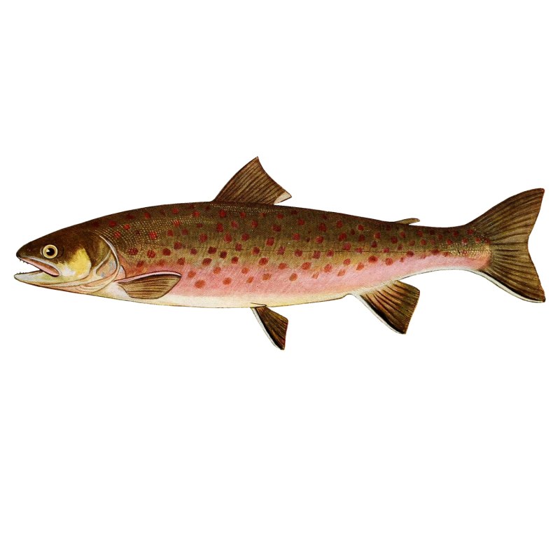 Salvelinus Malma