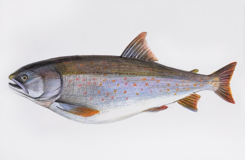 Salvelinus kronocius