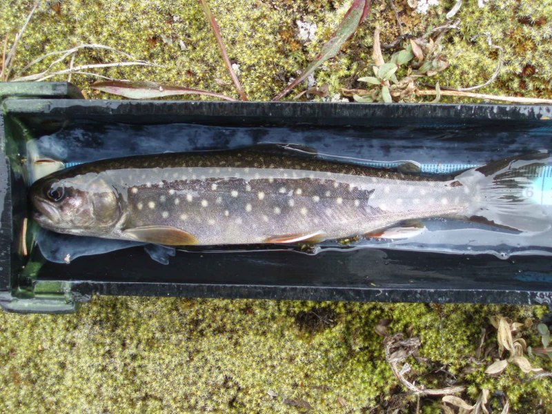 Голец (Мальма) – Salvelinus Malma