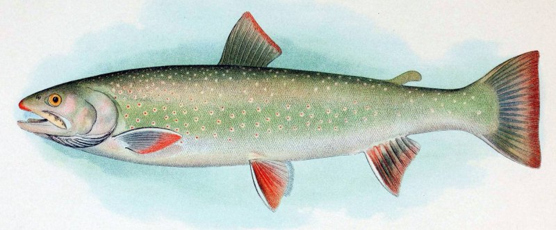 Salvelinus Malma