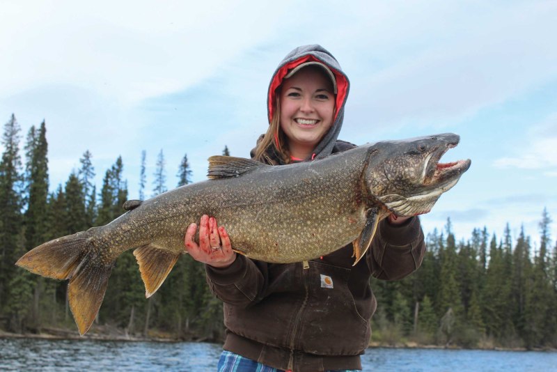 Lake Trout