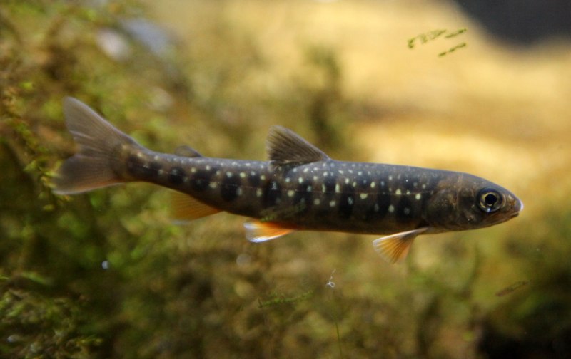 Кунджа (Salvelinus leucomaenis)