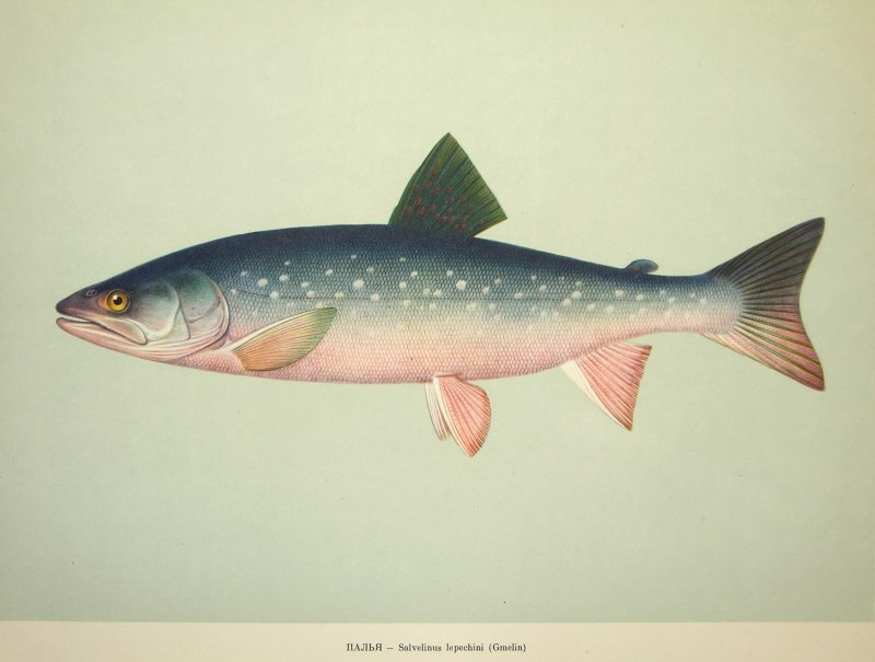 Salvelinus lepechini