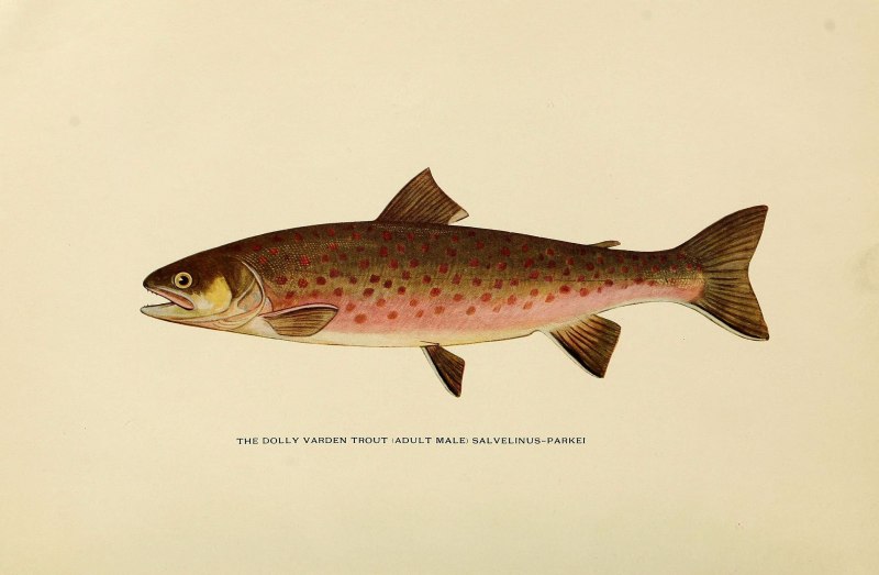 Dolly Varden Trout