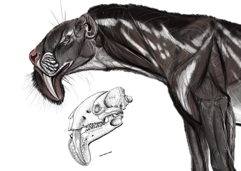 Thylacosmilus (Thylacosmilus Riggs, 1933)