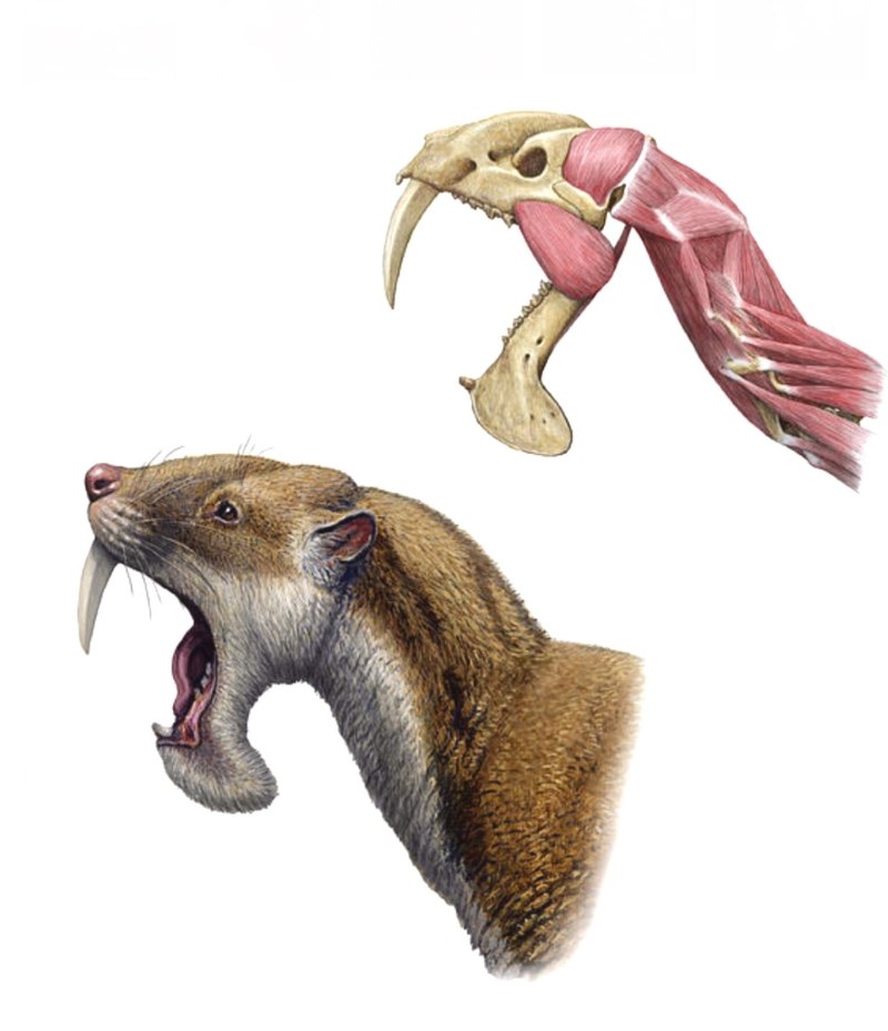 Thylacosmilus (Thylacosmilus Riggs, 1933)