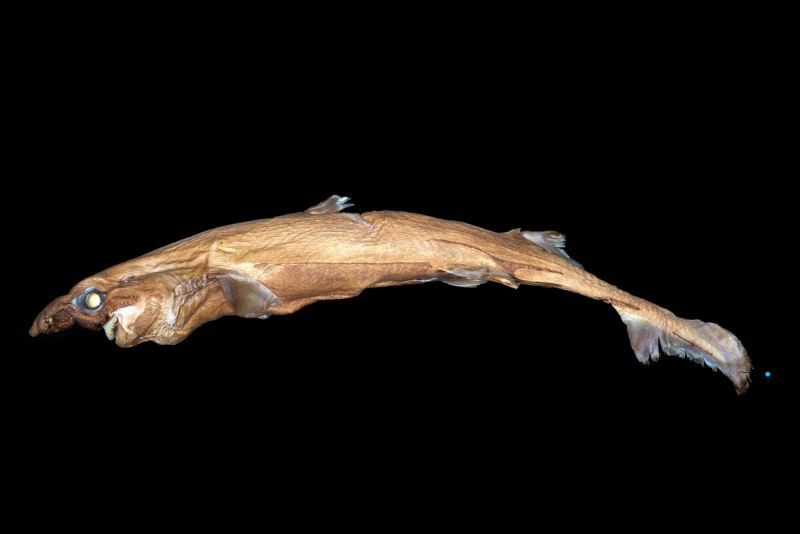 Etmopterus Carteri
