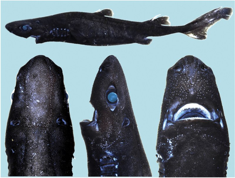 Etmopterus pusillus рыба