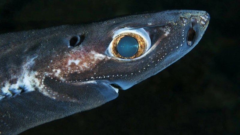 Etmopterus perryi