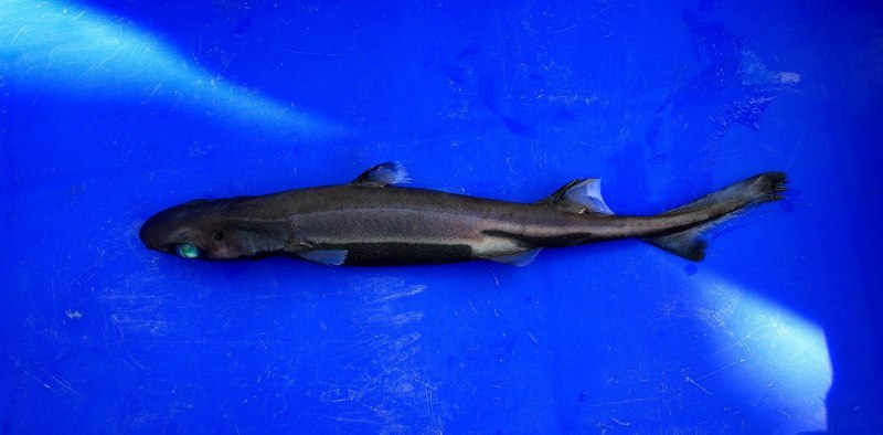 Etmopterus perryi