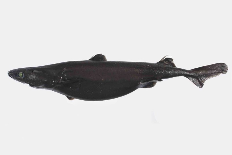 Dwarf lanternshark