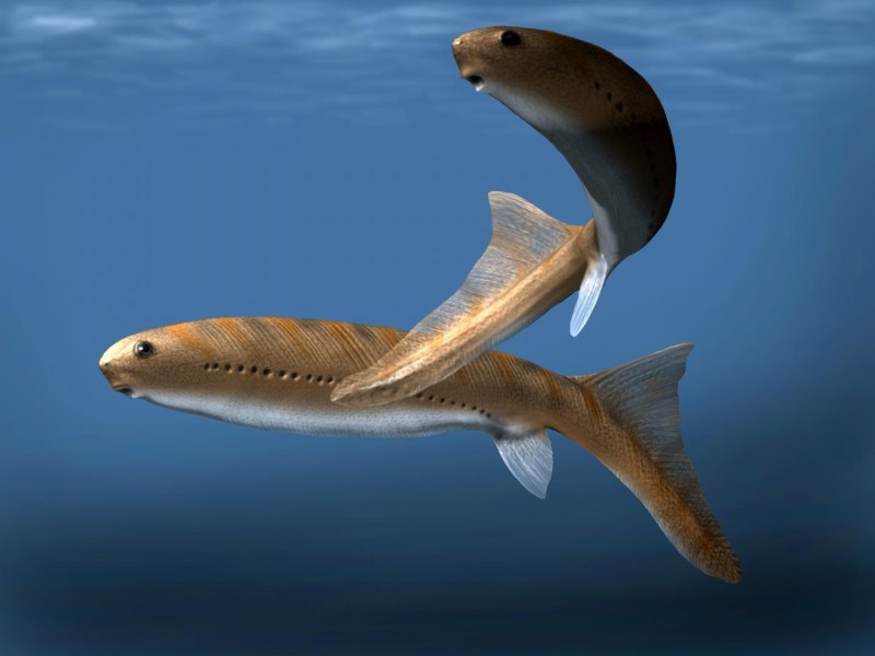 Haikouichthys ercaicunensis