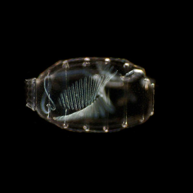 Doliolum Nationalis