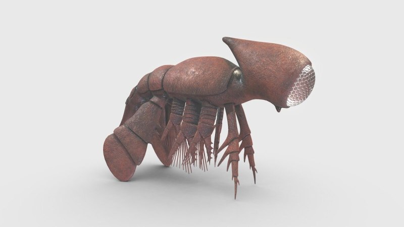 Pambdelurion whittingtoni