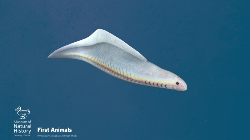 Myllokunmingia fengjiaoa