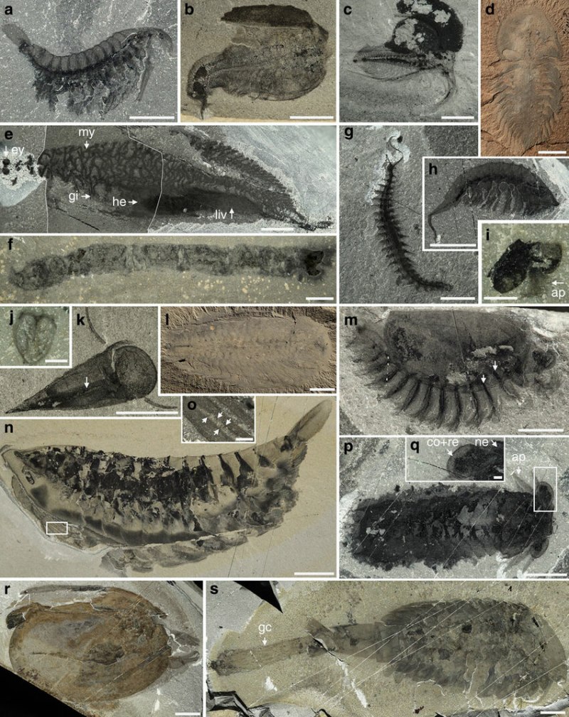 Metaspriggina Walcotti