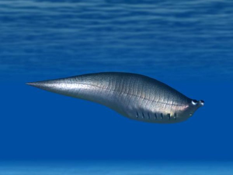 Metaspriggina Walcotti