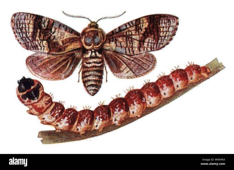 Cossus cossus древоточец пахучий