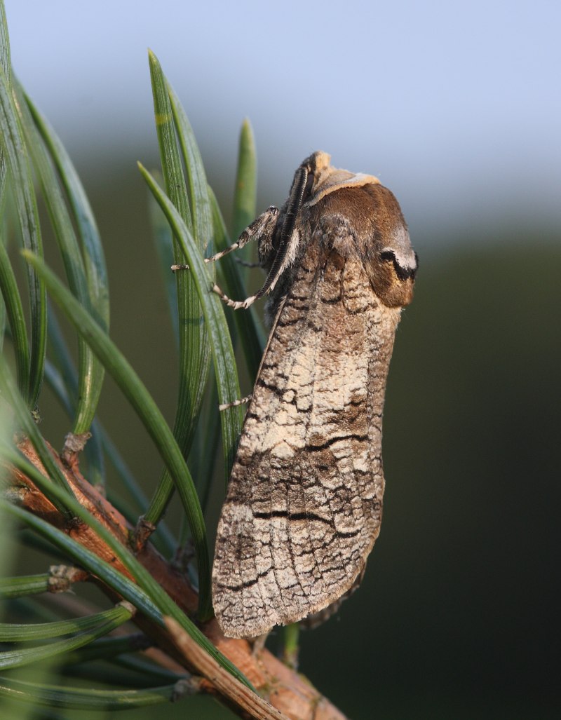 Укус cossus cossus albescens