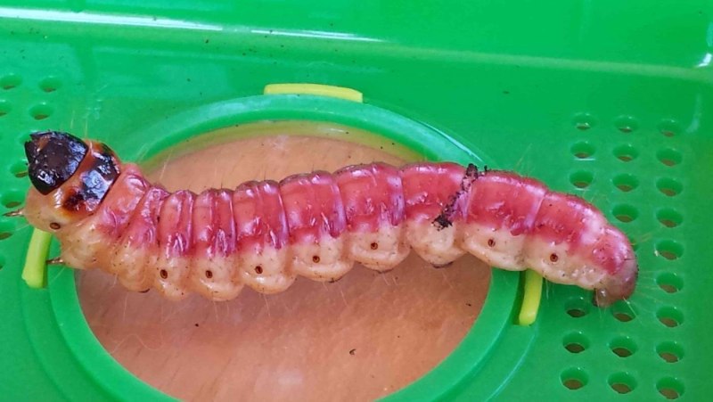 Древоточец пахучий гусеница