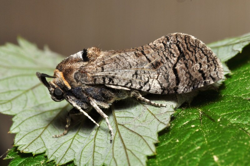 Cossus cossus (Linnaeus, 1758)