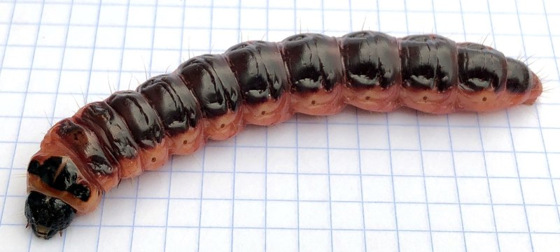 Cossus cossus гусеница