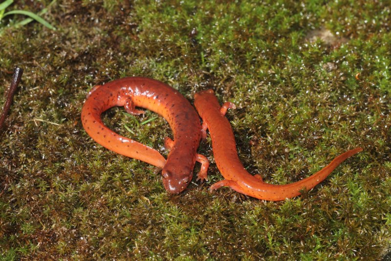 Родниковая саламандра Gyrinophilus porphyriticus
