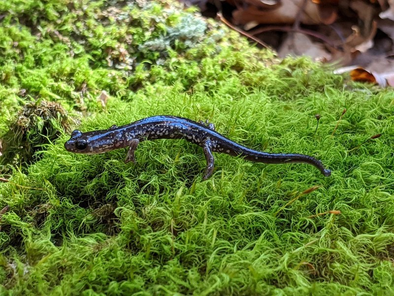 Plethodon nettingi
