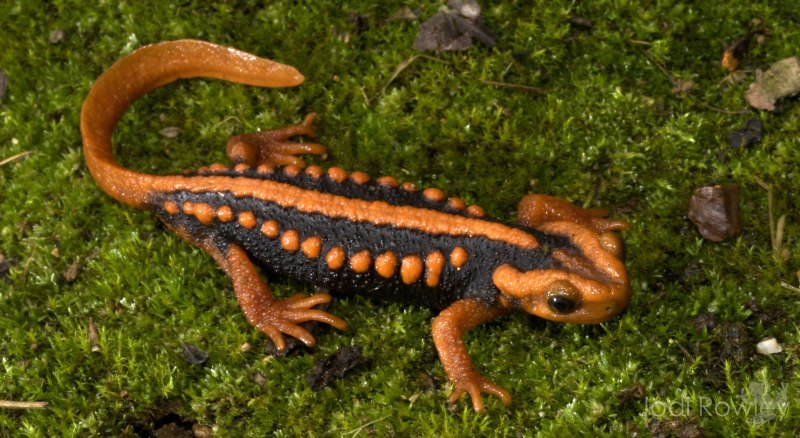 Tylototriton SHANJING