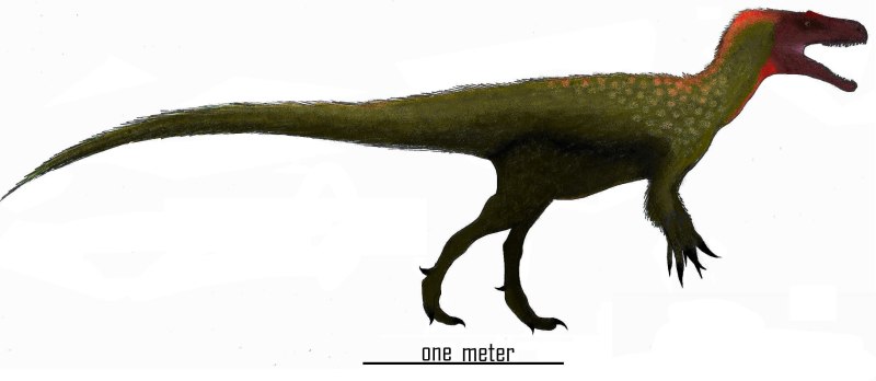 Marshosaurus Skeleton