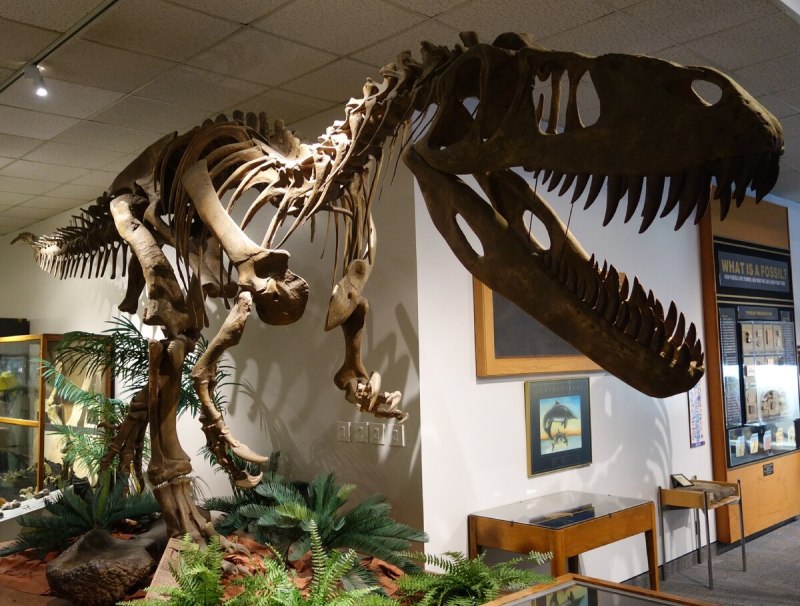Museum of Paleontology США