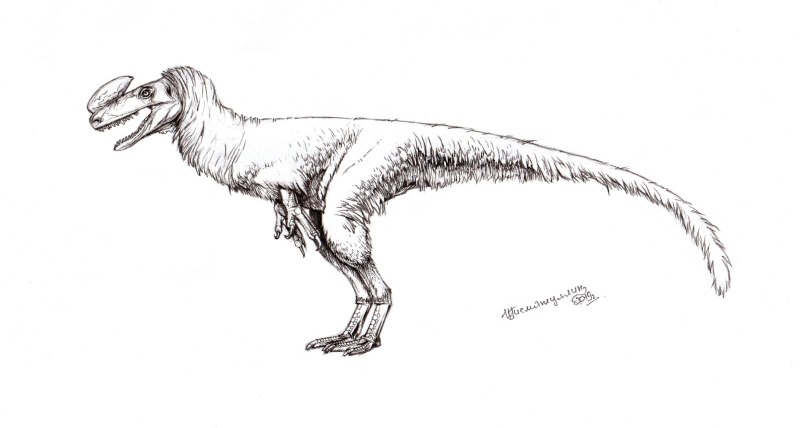 Килеск Kileskus aristotocus