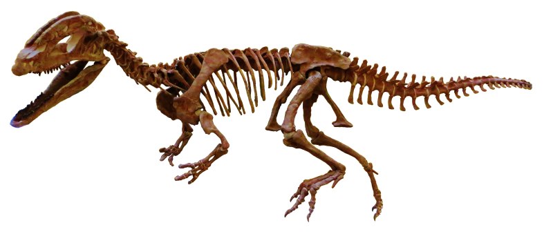 Sinosaurus triassicus