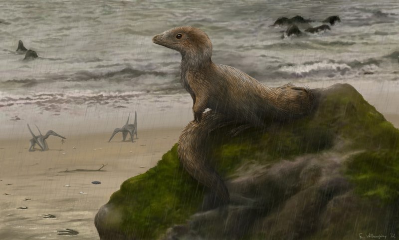 Sciurumimus albersdoerferi