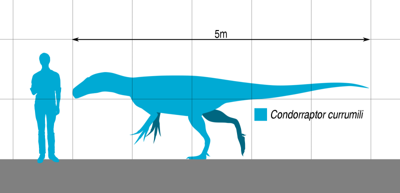 Condorraptor скелет
