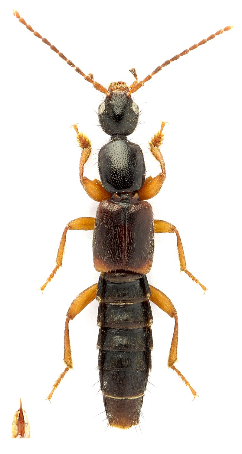 Стафилиниды (семейство Staphylinidae)