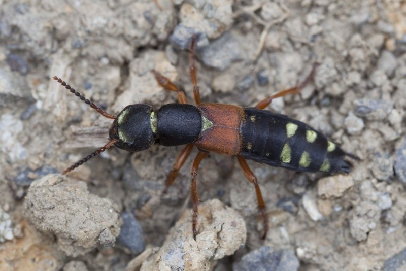 Стафилиниды (семейство Staphylinidae)