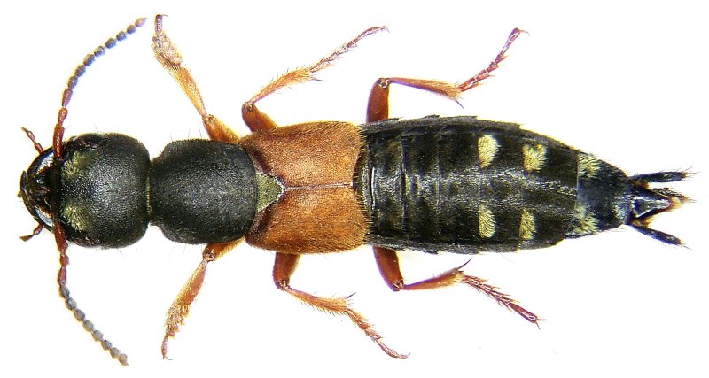 Staphylinus erythropterus