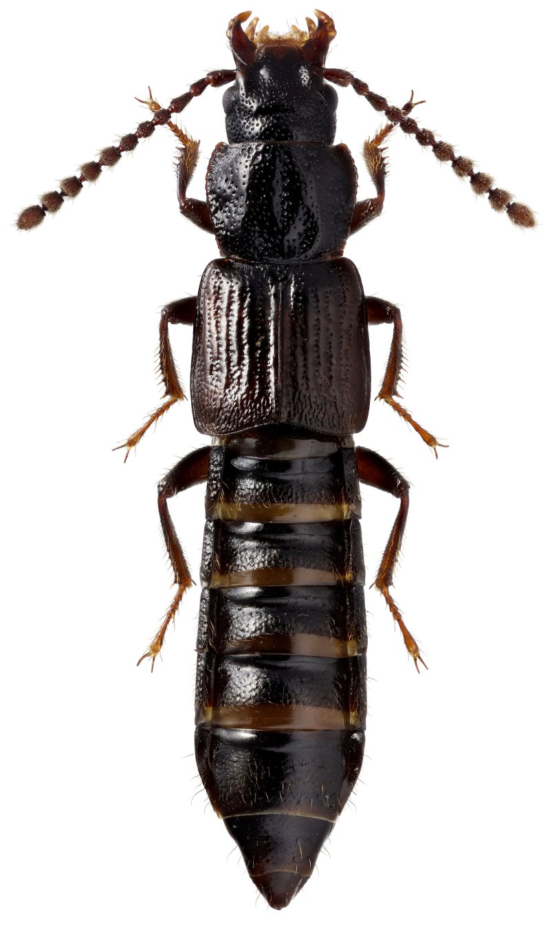 Philonthus coprophilus