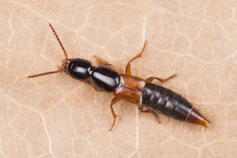 Othius punctulatus