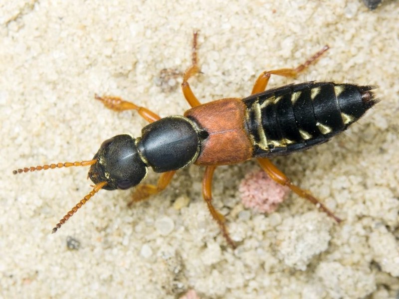 Стафилин великолепный (Staphylinus caesareus