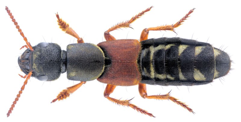 Staphylinus caesareus